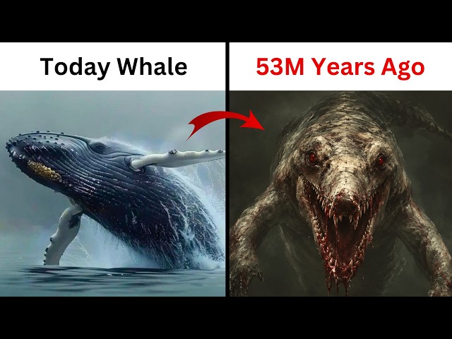 The Evolution of Whales Explained in 10 Minutes | Info Family