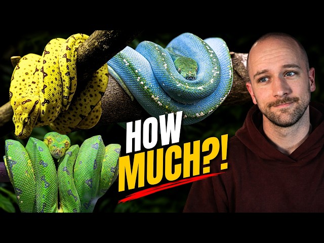 Why Designer Green Tree Pythons Are a Problem