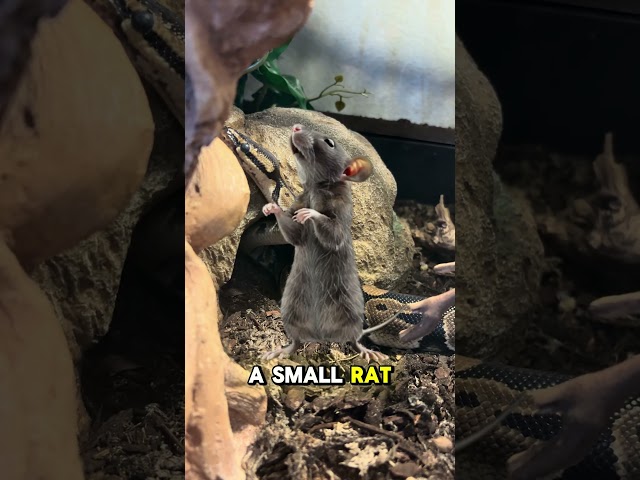 Ball Pythons #python #snake #reptiles #animals #pets #cutepets #shorts #ytshorts