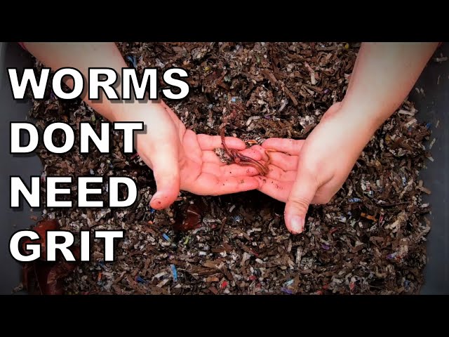 Do Compost Worms Really need GRIT?- NOPE
