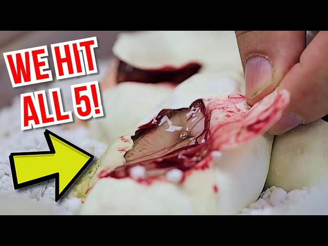 WOW! HIT 5 GENES CUTTING A BALL PYTHON CLUTCH!! | BRIAN BARCZYK