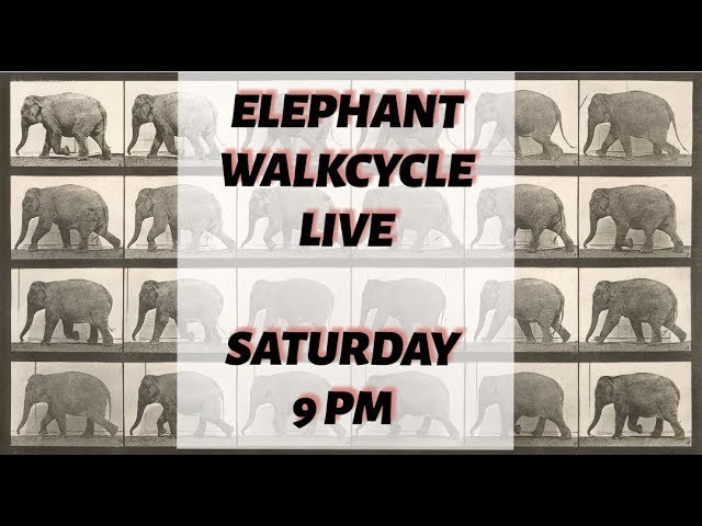 Elephant Walkcycle and Observation / Live Animation