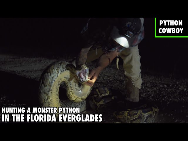 On The Hunt For A Monster Python In The Florida Everglades