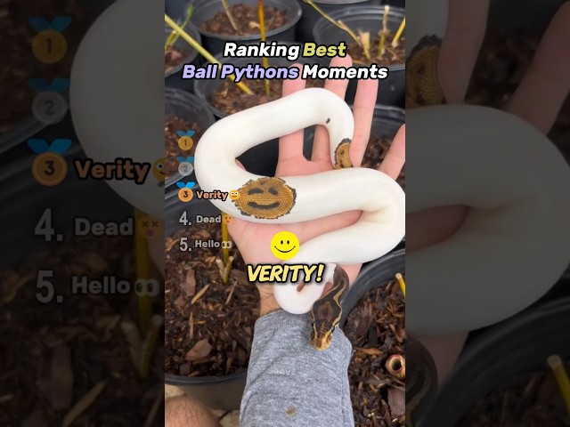 Ranking BEST BALL PYTHON Moments!! 🐍💛 #snake