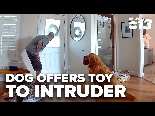 Golden retriever offers toys, tail wags to intruder instead of guarding home