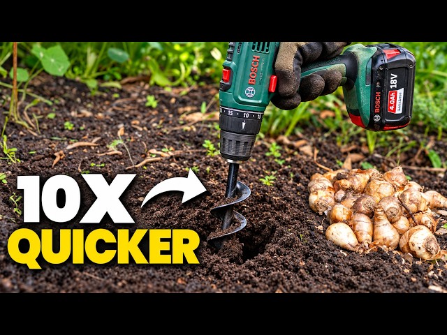 I've Been Planting Bulbs Wrong for Years