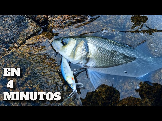 🎣 5 TIPS for SPINNING 🎣 | 🔥NEW SECTION 🔥| In 4 MINUTES |