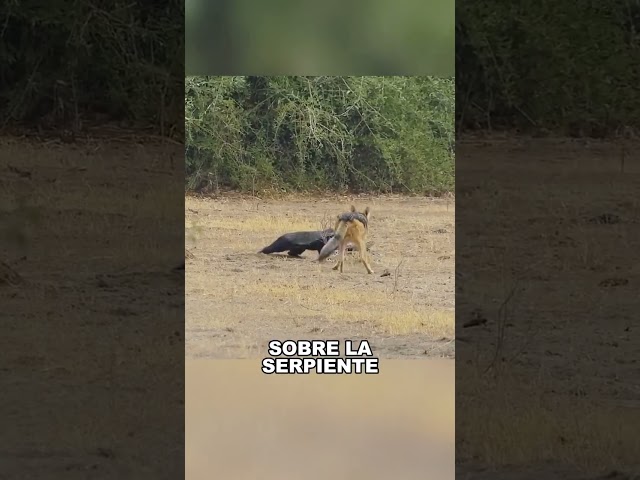 1 vs 2, honey badger vs jackal and python #animals #shorts #Friendship #Us #fyp #badger #python