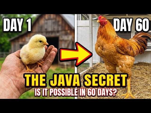 Ayam Joper: Java's Secret for Fast Poultry Production