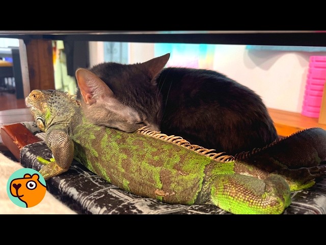 Neglected Iguana Falls In Love With Two Cats | Cuddle Buddies