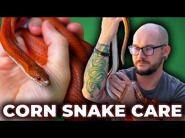 Complete Corn Snake Care Guide 2025