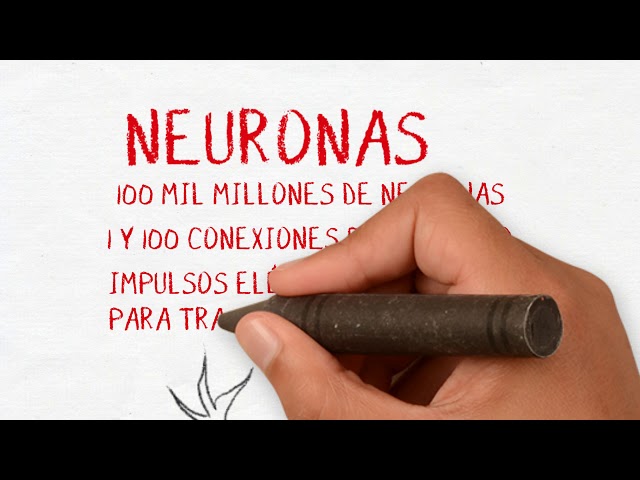 What are neurons? | Barcelona Brain Health Initiative (BBHI)