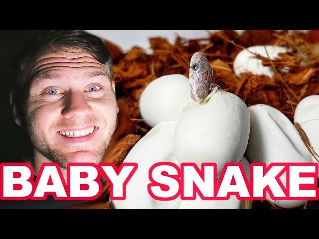 BABY CORN SNAKE HATCHING!