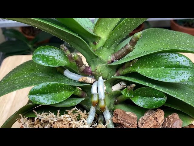 A treasure for orchids! Roots grow year-round and flowers bloom like crazy!