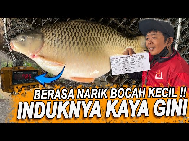 ADUL SAMPE KEWALAHAN NARIK INDUK SEBESAR INI ! MAKAN TELAK PAKE AMIS WANGI FEAT ESSEN WONDER WOMAN