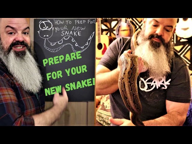How To Prepare For Your New Snake: Everything you need to get ready for a pet snake