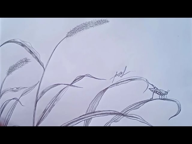 How to Draw Grasshopper ripens on grass Step by Step