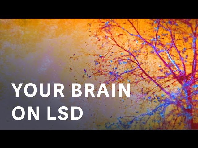 The first modern images of a human brain on LSD
