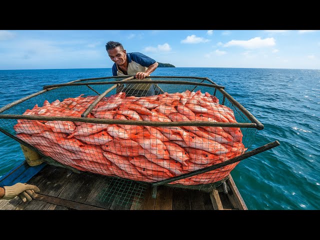 This fisherman caught a lot of fish | Amazing fish trap |