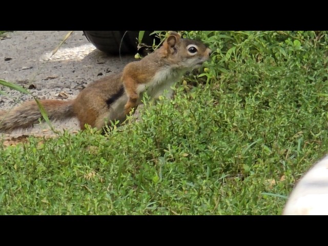 SquirreloVision! Crow did not return but we have skesis blue jay couple and two red squirrels 