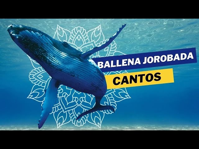 Swimming with humpback whales 🐋 Whale sounds 🌊 Whale song ✨