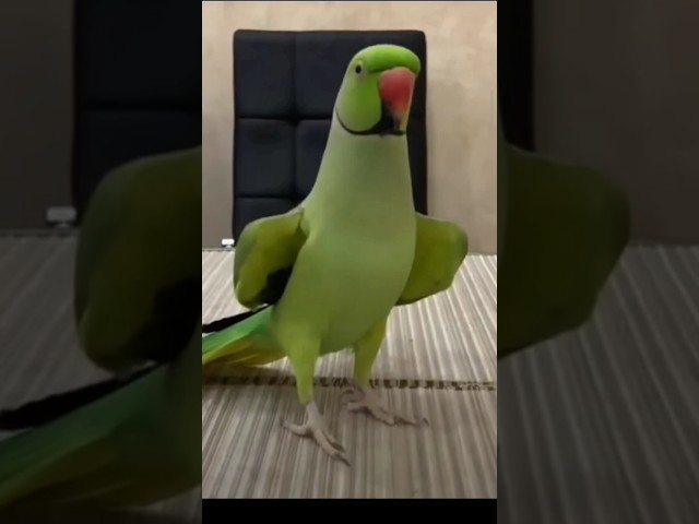 Ringneck parrot talking sound 😍🦜 #parrotsinging #talkingparrot #cute #parrot #parrottalking