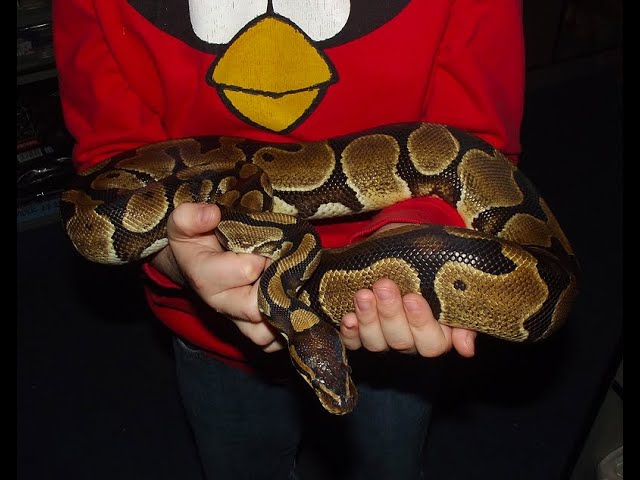 Snakes 'N' Adders Introducing Series: Episode 49 - Royal Pythons - A closer Look.