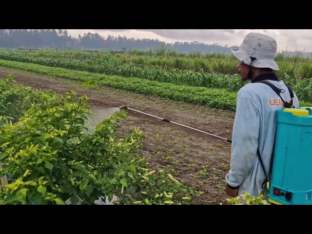 FARMER'S METHOD TO PROTECT BIRD'S EYE CHILI LEAVES FROM PESTS! - Agriculture farming