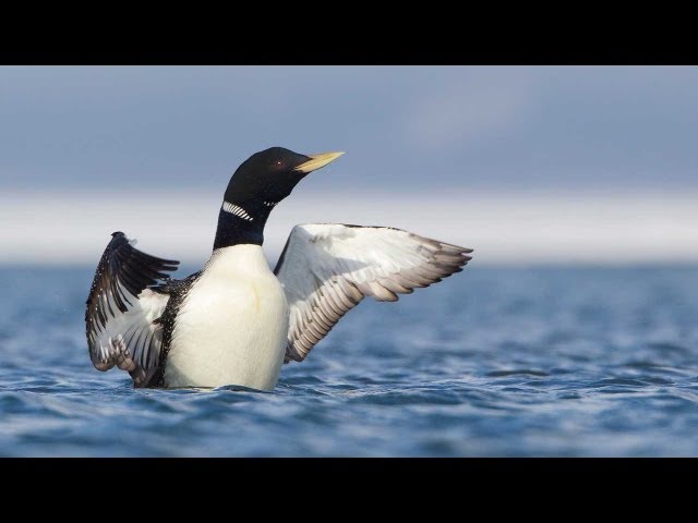 Through the Lens: Yellow-billed Loon