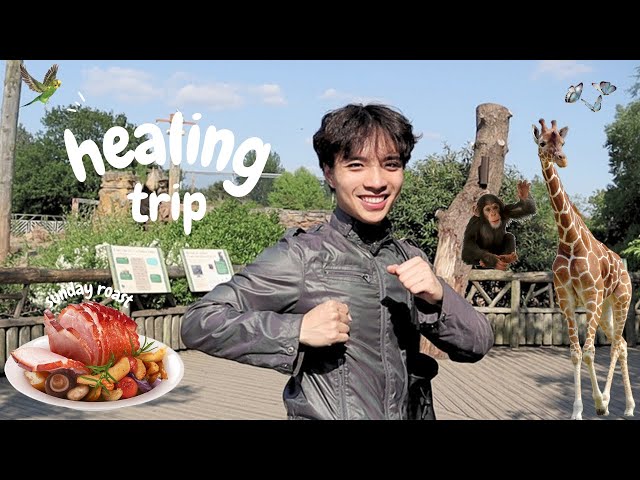 HEALING TRIP TO THE COUNTRYSIDE: visit the zoo and vintage shopping (Chester, England)