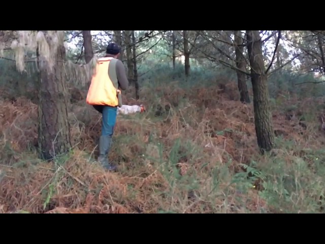Aprende con el Enigma del Bosque" como NO tirarle a una arcea