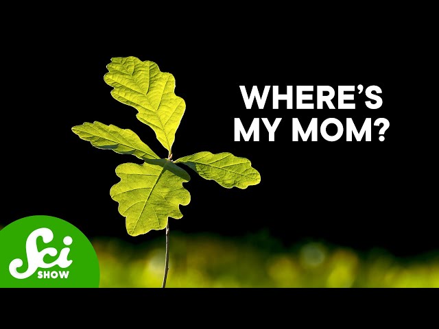 Half of All Plants Are Invisible
