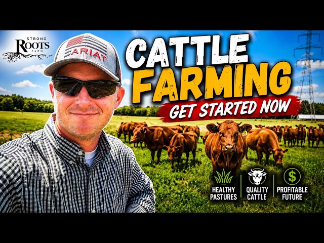 Start Raising Cattle, The basic info needed to get your first cow!