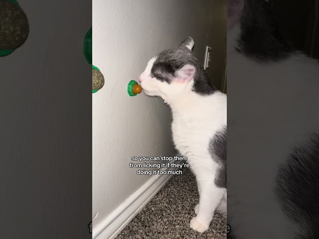 4 Catnip Balls for Playtime Fun! #cattreats #catproducts