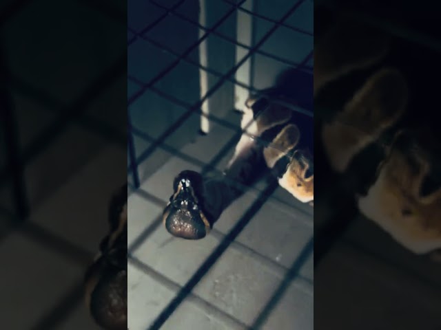 Baby ball python eating a mouse and then taking a drink of water.
