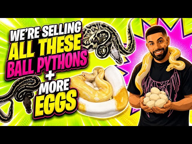 We’re SELLING All Of These Ball Pythons + More Eggs!! 