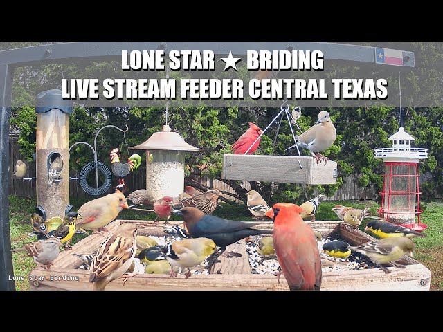 Bird Feeder Live Stream, ★ Central Texas ★ - 40 Plus Bird Species Identified
