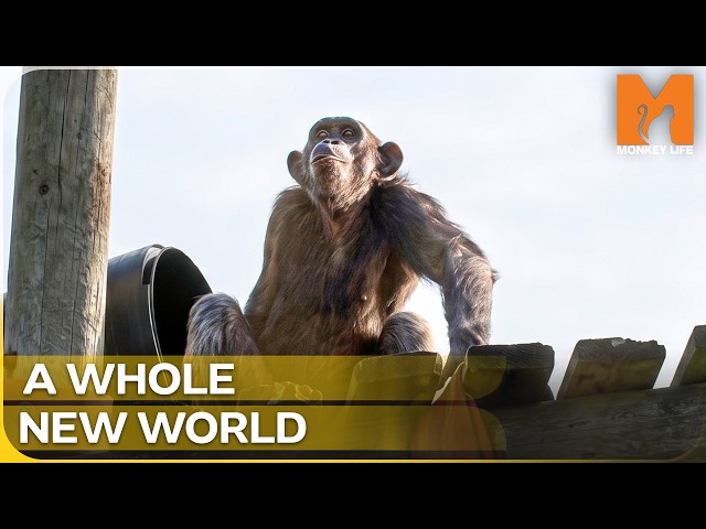 Rescued Chimp Sees a Climbing Frame for the First Time! | Monkey Life Season 16 Episode 4