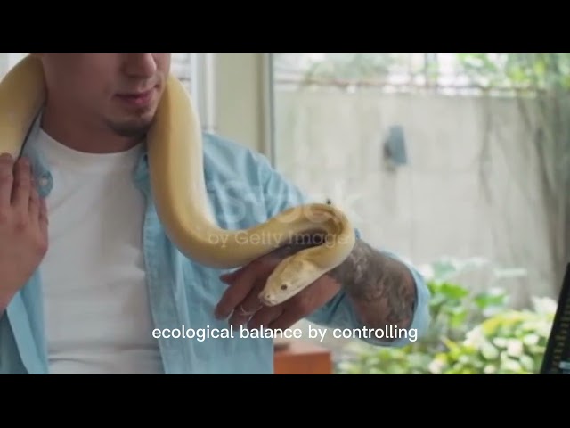 🐍 Python Snake Handling | Amazing Wildlife Encounter😲!#snake#python#python3#dangerous 