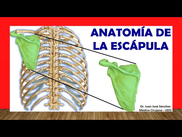 🥇 Anatomy of the SCAPULA (Shoulder Blade). Easy, Quick and Simple!