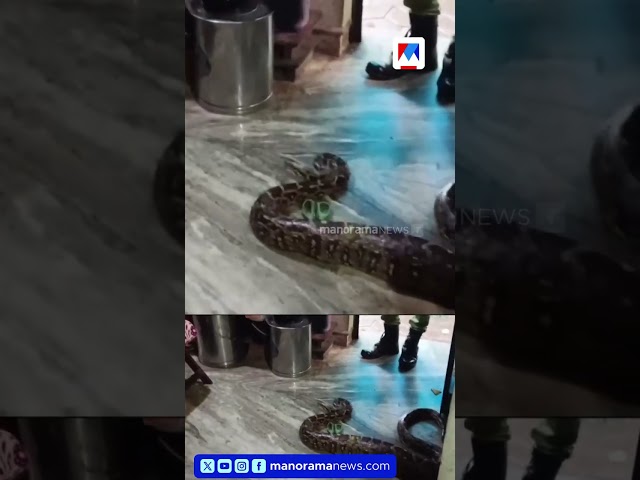 കണ്ണൂർ മൊറാഴയിൽ അടുക്കളയിൽ നിന്ന് പെരുമ്പാമ്പിനെ പിടികൂടി #Kannur #Python #Snakecatcher