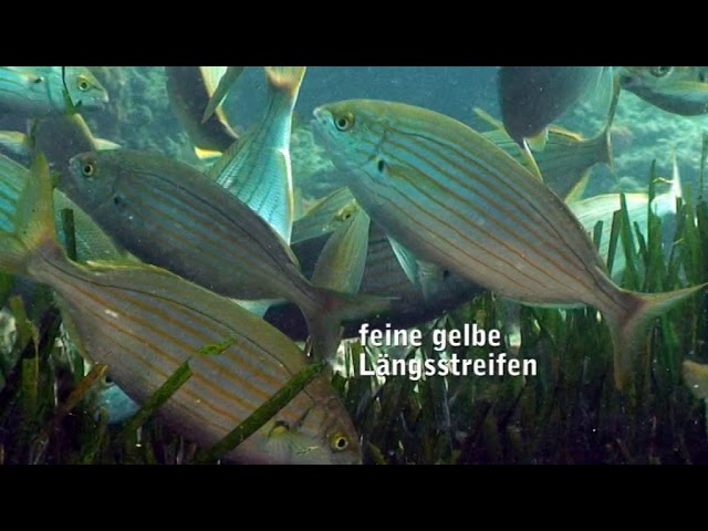 Sarpa salpa Goldstriemen