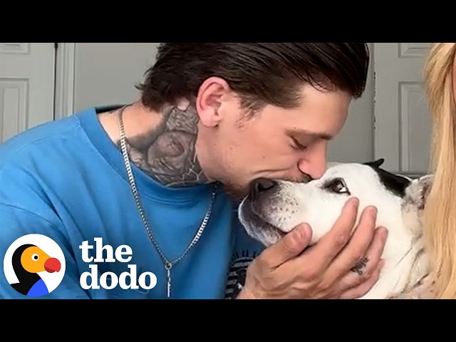 Scared Pittie From Hoarding House Learns What Love Feels Like | The Dodo