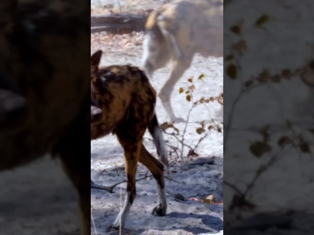 Tracking African wild dogs in Botswana