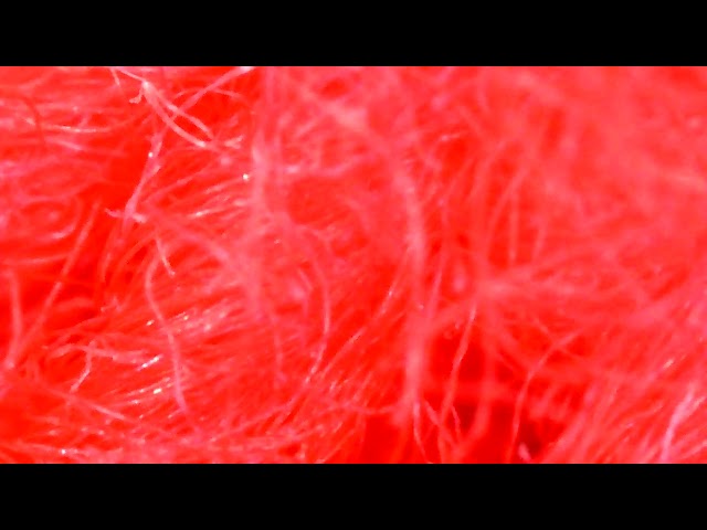 What Things Under A Microscope Look Like