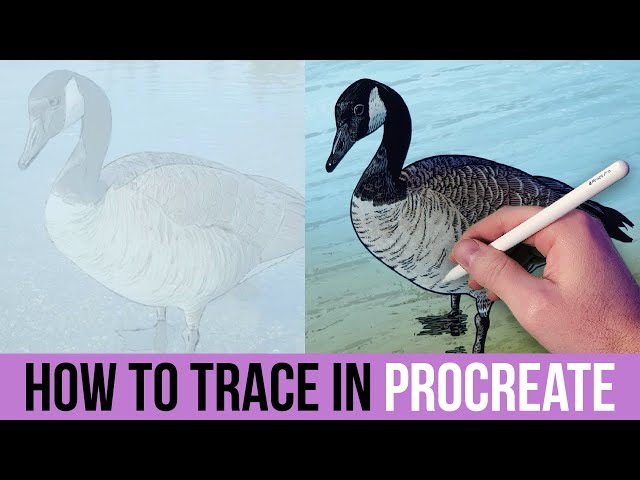 Master Procreate Tracing: From Photo to Digital Art (Beginner Tutorial)