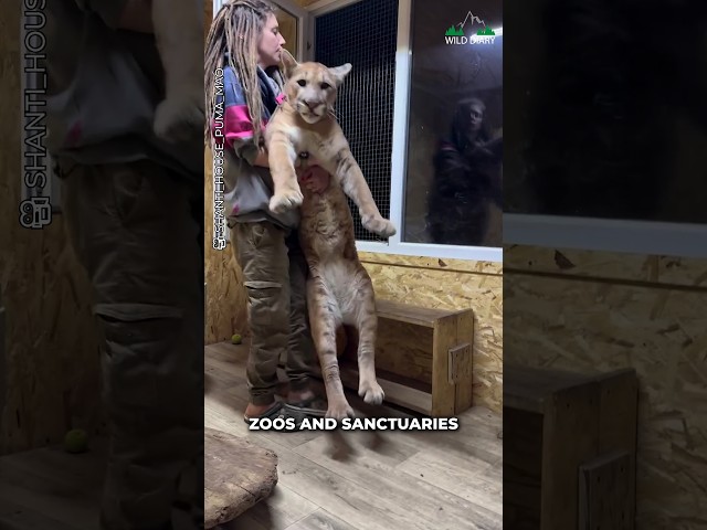 Cat Is Cat No Matter Whats The Size ❤️