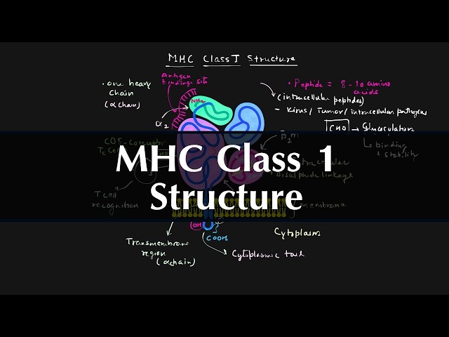 MHC Class I Structure Explained | Major Histocompatibility Complex Class I | Immunology Made Easy