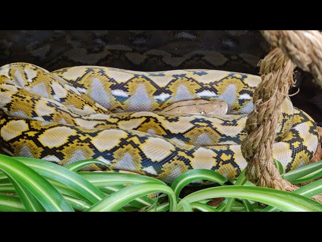 My 50% Superdwarf Reticulated Python at 1 Year Old