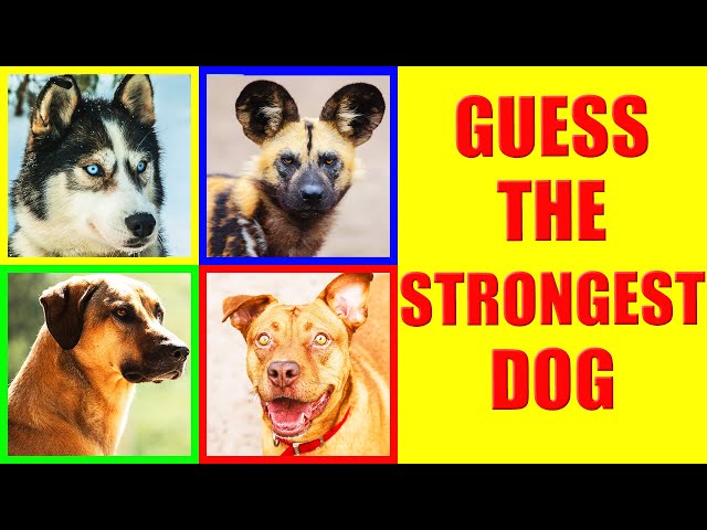 Which Dog Breeds Have the Strongest BITE FORCE? | Dog Bites Force Comparison Quiz